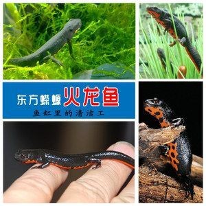 比較小的龍魚有哪些，龍魚品種大揭秘，哪些龍魚體型小巧適合家庭養殖 比較小的龍魚有哪些，龍魚品種大揭秘，哪些龍魚體型小巧適合家庭養殖 龍魚百科 第1張