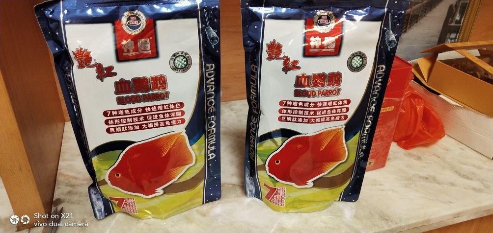 龍魚品相和介紹怎么寫作文三年級，三年級作文，龍魚品相與介紹，這樣寫就對