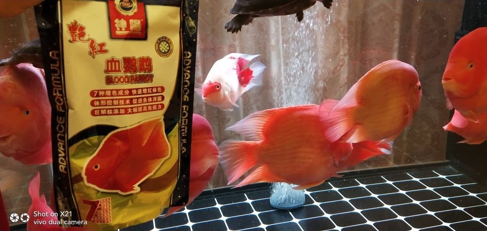 龍魚品相和介紹怎么寫作文三年級，三年級作文，龍魚品相與介紹，這樣寫就對