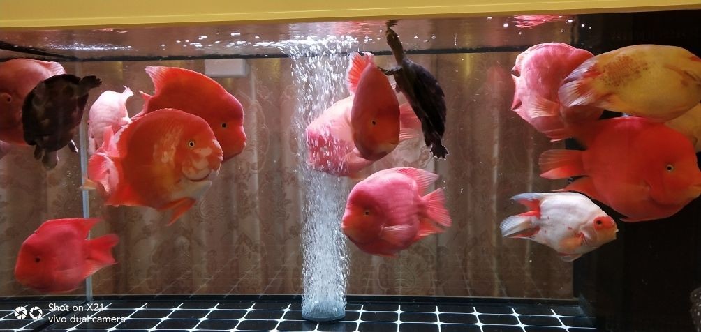 龍魚品相和介紹怎么寫作文三年級，三年級作文，龍魚品相與介紹，這樣寫就對