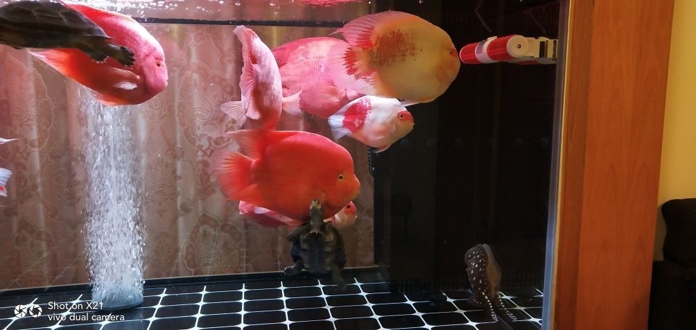 龍魚品相和介紹怎么寫作文三年級，三年級作文，龍魚品相與介紹，這樣寫就對