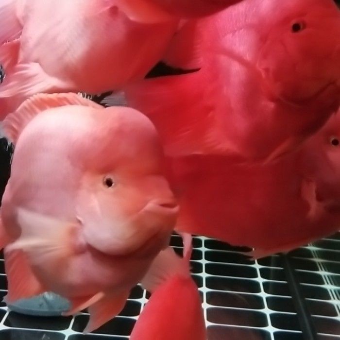 龍魚品相和介紹怎么寫作文三年級，三年級作文，龍魚品相與介紹，這樣寫就對