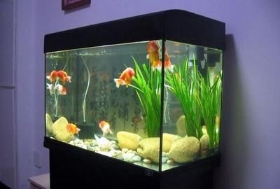 辦公室可以放魚缸養(yǎng)魚嗎：辦公室養(yǎng)魚的風(fēng)水注意事項(xiàng)，室養(yǎng)魚行不行？魚缸擺放風(fēng)水講究及