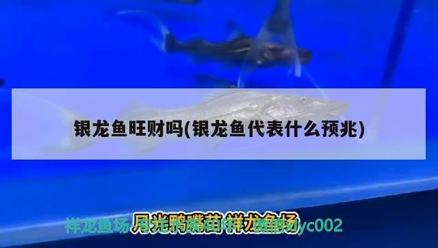 銀龍魚旺財嗎(銀龍魚代表什么預兆)龍魚旺財嗎？其寓意及象征預兆深度解析