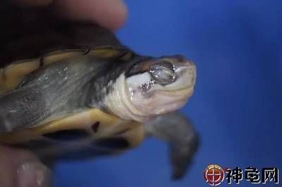 不用清理魚缸的魚叫什么龜：清潔魚缸中的垃圾和廢物，可以幫助清理魚缸中的垃圾和廢物，清理魚缸的魚叫什么龜？揭秘其清潔魚缸垃圾廢物之 不用清理魚缸的魚叫什么龜：清潔魚缸中的垃圾和廢物，可以幫助清理魚缸中的垃圾和廢物，清理魚缸的魚叫什么龜？揭秘其清潔魚缸垃圾廢物之 魚缸百科 第2張