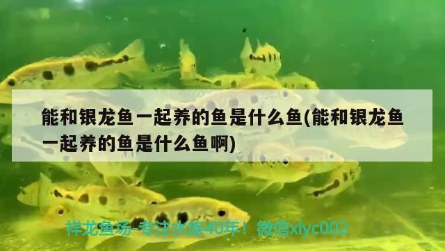 能和銀龍魚一起養的魚是什么魚(能和銀龍魚一起養的魚是什么魚啊)和銀龍魚一起養的魚有哪些？混養搭配及