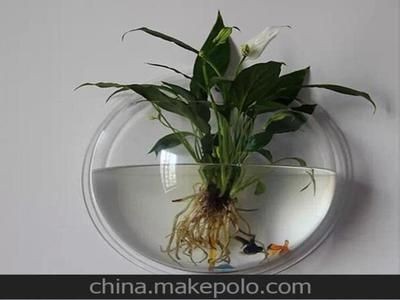 壁掛小魚缸適合掛哪里：壁掛小魚缸在家居風水中的選擇和用途，掛小魚缸家居風水選址，位置選擇