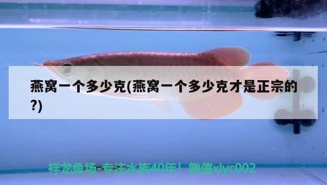 龍魚爛眼,蒙眼,虎魚爛鰭是怎么回事,我的龍魚眼睛長蒙且不吃食幫幫忙!謝謝,魚爛眼蒙眼虎魚爛鰭咋回事?龍魚蒙眼不食求幫助 虎魚百科 第3張 龍魚爛眼,蒙眼,虎魚爛鰭是怎么回事,我的龍魚眼睛長蒙且不吃食幫幫忙!謝謝,魚爛眼蒙眼虎魚爛鰭咋回事?龍魚蒙眼不食求幫助 龍魚爛眼,蒙眼,虎魚爛鰭是怎么回事,我的龍魚眼睛長蒙且不吃食幫幫忙!謝謝,魚爛眼蒙眼虎魚爛鰭咋回事?龍魚蒙眼不食求幫助 虎魚百科 第3張