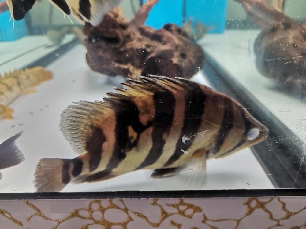 勞煩各位魚友看看這虎是外蒙還是內蒙?煩各位魚友幫忙看看,此虎究竟屬外蒙還是 虎魚百科 第1張 勞煩各位魚友看看這虎是外蒙還是內蒙?煩各位魚友幫忙看看,此虎究竟屬外蒙還是 勞煩各位魚友看看這虎是外蒙還是內蒙?煩各位魚友幫忙看看,此虎究竟屬外蒙還是 虎魚百科 第1張