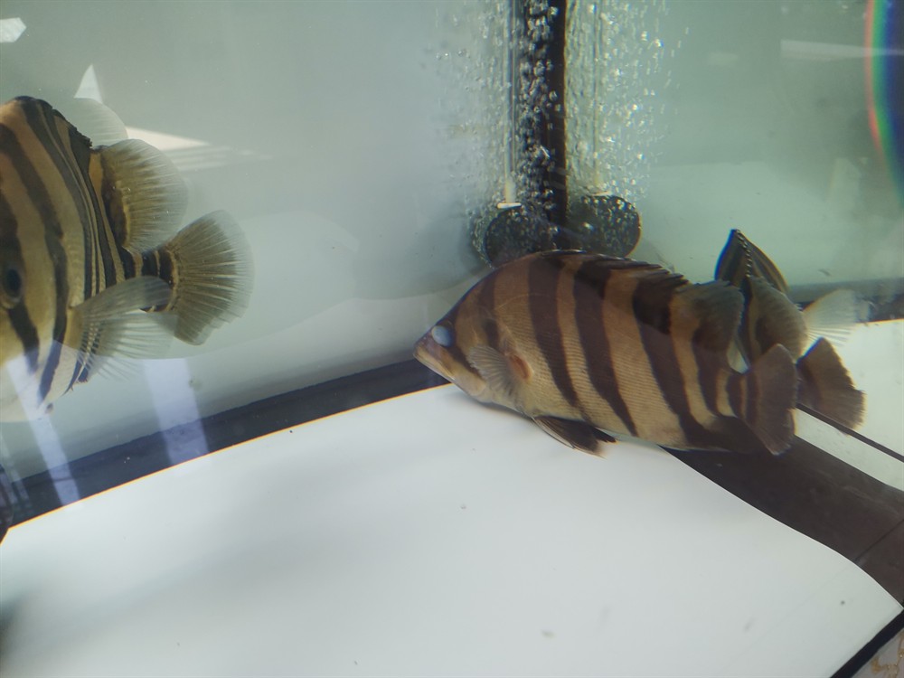 勞煩各位魚友看看這虎是外蒙還是內蒙？煩各位魚友幫忙看看，此虎究竟屬外蒙還是 勞煩各位魚友看看這虎是外蒙還是內蒙？煩各位魚友幫忙看看，此虎究竟屬外蒙還是 虎魚百科 第2張