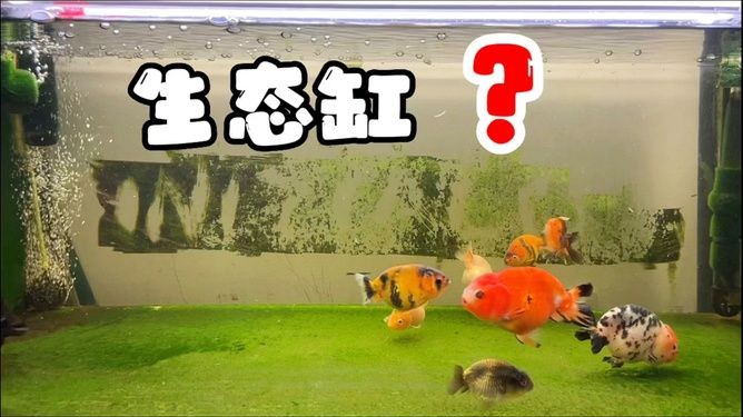 純生態魚缸演義：“純生態魚缸演義”為我們提供了一個微型生態系統的基本元素，純生態魚缸演義，微型生態系統元素