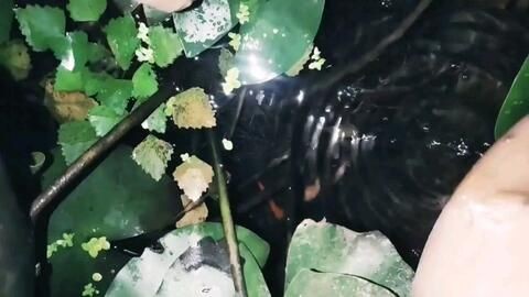 純生態魚缸演義：“純生態魚缸演義”為我們提供了一個微型生態系統的基本元素，純生態魚缸演義，微型生態系統元素