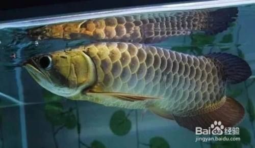 龍魚到家幾天開口了，魚到家數日終開口，新手飼主的忐忑與期待