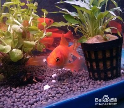 冬天魚缸怎樣換水:冬天魚缸換水需要注意水溫和換水方式以避免對魚造成過度刺激或導致疾病,魚缸換水要點,水溫與方式把控,防魚受刺激 魚缸百科 第3張 冬天魚缸怎樣換水:冬天魚缸換水需要注意水溫和換水方式以避免對魚造成過度刺激或導致疾病,魚缸換水要點,水溫與方式把控,防魚受刺激 冬天魚缸怎樣換水:冬天魚缸換水需要注意水溫和換水方式以避免對魚造成過度刺激或導致疾病,魚缸換水要點,水溫與方式把控,防魚受刺激 魚缸百科 第3張