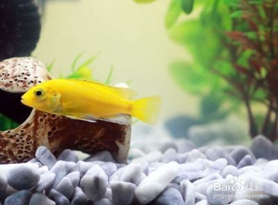 冬天魚缸怎樣換水:冬天魚缸換水需要注意水溫和換水方式以避免對魚造成過度刺激或導致疾病,魚缸換水要點,水溫與方式把控,防魚受刺激 魚缸百科 第4張 冬天魚缸怎樣換水:冬天魚缸換水需要注意水溫和換水方式以避免對魚造成過度刺激或導致疾病,魚缸換水要點,水溫與方式把控,防魚受刺激 冬天魚缸怎樣換水:冬天魚缸換水需要注意水溫和換水方式以避免對魚造成過度刺激或導致疾病,魚缸換水要點,水溫與方式把控,防魚受刺激 魚缸百科 第4張