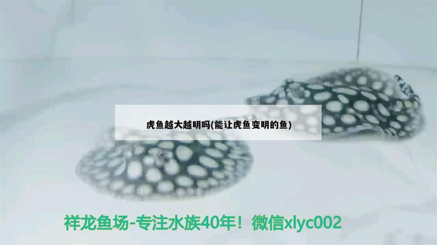 虎魚越大越明嗎(能讓虎魚變明的魚)魚越大越明？探究能讓虎魚變明的魚之 虎魚越大越明嗎(能讓虎魚變明的魚)魚越大越明？探究能讓虎魚變明的魚之 虎魚百科