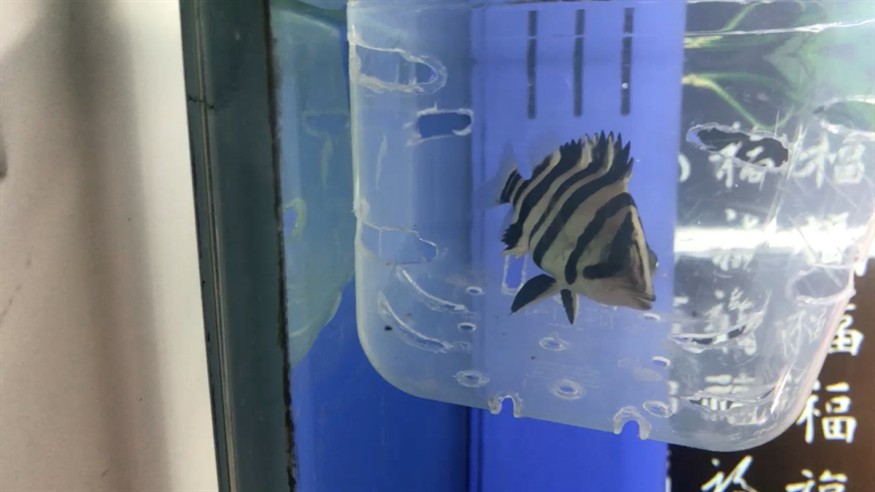 虎魚 虎魚，虎魚，獨(dú)特魅力與神秘習(xí)性的水中精靈探秘