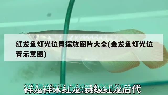 虎魚 虎魚，虎魚，獨(dú)特魅力與神秘習(xí)性的水中精靈探秘
