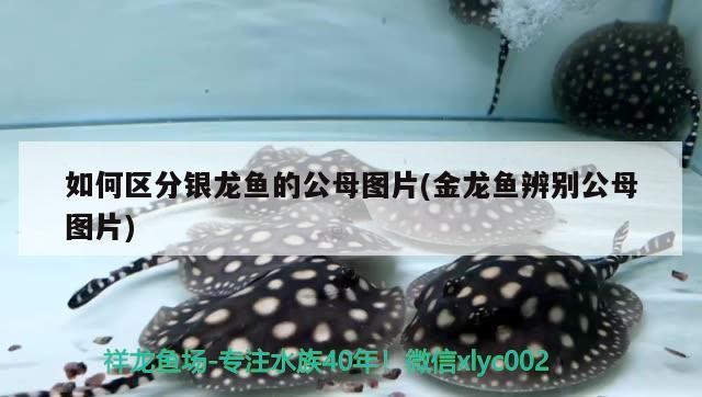 虎魚 虎魚，虎魚，獨(dú)特魅力與神秘習(xí)性的水中精靈探秘