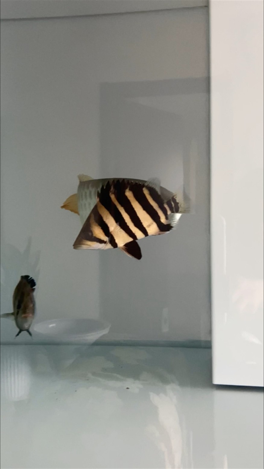 白紙上畫黃黑相間色彩讓虎魚短暫變明，紙繪黃黑相間色，竟使虎魚短暫呈現