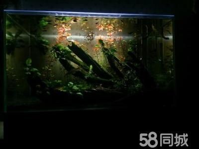 超白金晶魚缸 503035多少錢：50,30,35的超白金晶魚缸的價格，白金晶魚缸50/30/35尺寸價格大