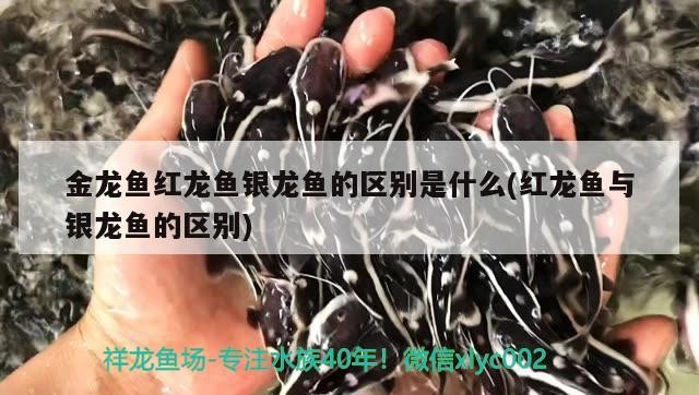 金龍魚紅龍魚銀龍魚的區別是什么(紅龍魚與銀龍魚的區別)龍魚、紅龍魚、銀龍魚區別在哪？外觀