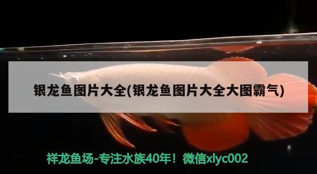 銀龍魚(yú)圖片大全(銀龍魚(yú)圖片大全大圖霸氣)龍魚(yú)圖片大全，霸氣大圖集錦，領(lǐng)略銀龍