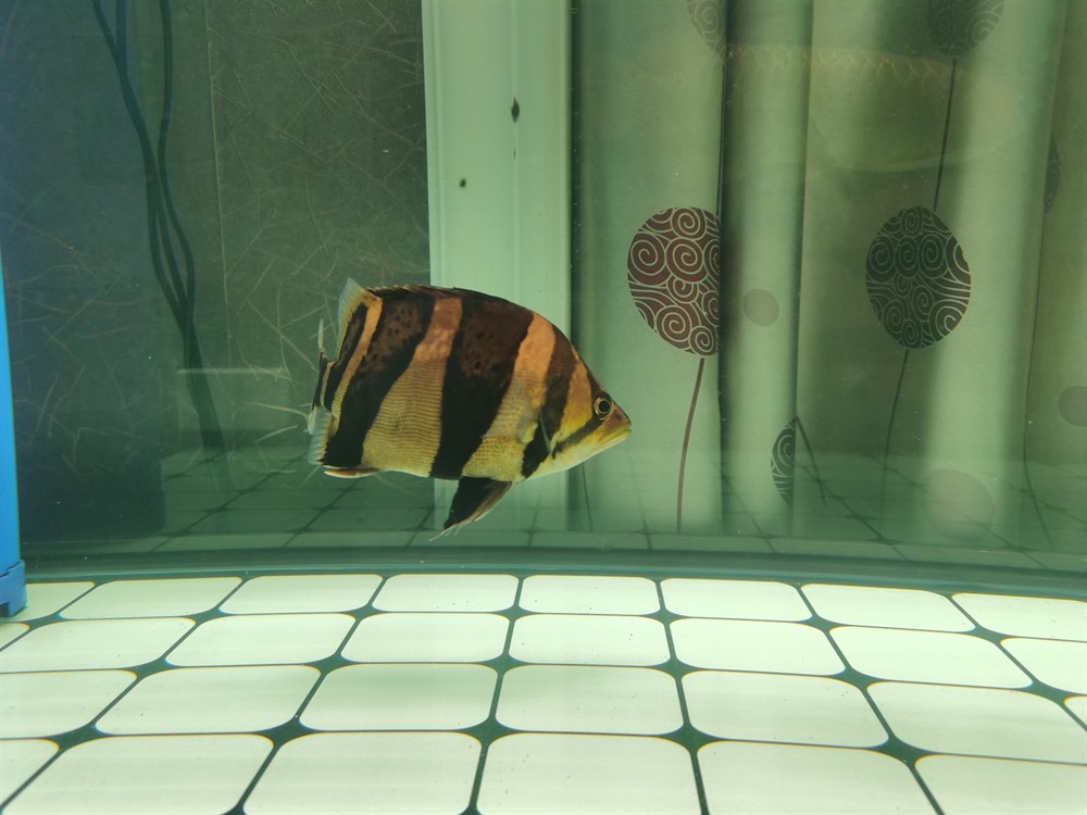 這條印尼三紋虎魚怎么樣？三紋虎魚品相鑒賞，體色斑斕游姿矯健，新手入坑必