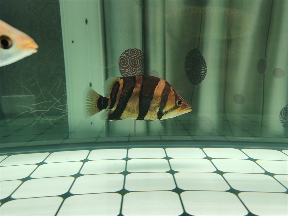 這條印尼三紋虎魚怎么樣？三紋虎魚品相鑒賞，體色斑斕游姿矯健，新手入坑必