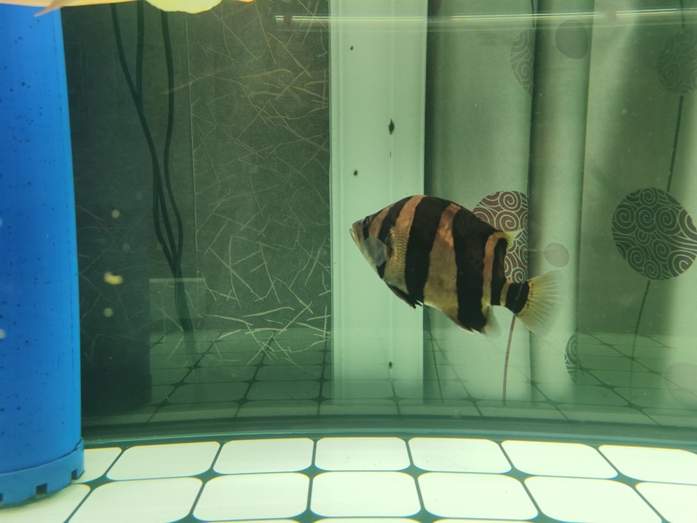 這條印尼三紋虎魚怎么樣？三紋虎魚品相鑒賞，體色斑斕游姿矯健，新手入坑必