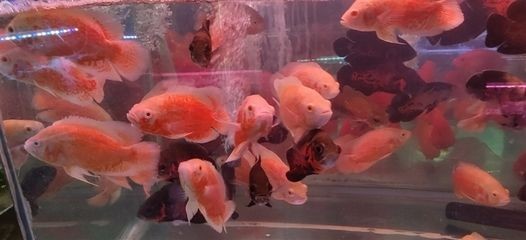 擔心魚缸漏水：如何處理魚缸漏水，魚缸漏水？處理方法、預防措施及緊急