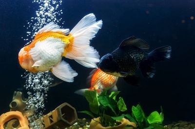擔心魚缸漏水：如何處理魚缸漏水，魚缸漏水？處理方法、預防措施及緊急