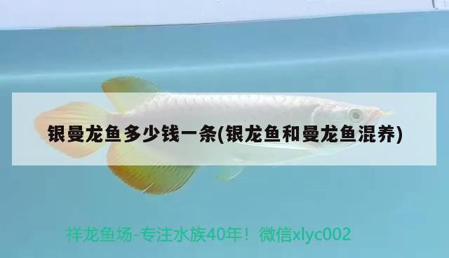 金龍魚 銀曼龍魚多少錢一條(銀龍魚和曼龍魚混養(yǎng))龍魚和曼龍魚混養(yǎng),銀曼龍魚價格究竟 銀龍魚百科 銀曼龍魚多少錢一條(銀龍魚和曼龍魚混養(yǎng))龍魚和曼龍魚混養(yǎng),銀曼龍魚價格究竟 銀曼龍魚多少錢一條(銀龍魚和曼龍魚混養(yǎng))龍魚和曼龍魚混養(yǎng),銀曼龍魚價格究竟 銀龍魚百科
