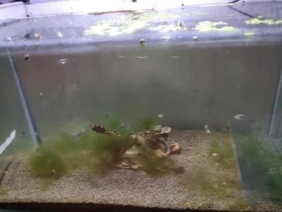 玻璃魚缸水垢怎么去除：如何清除魚缸內(nèi)的水垢，魚缸水垢去除妙招，輕松清除魚缸內(nèi)頑固水垢