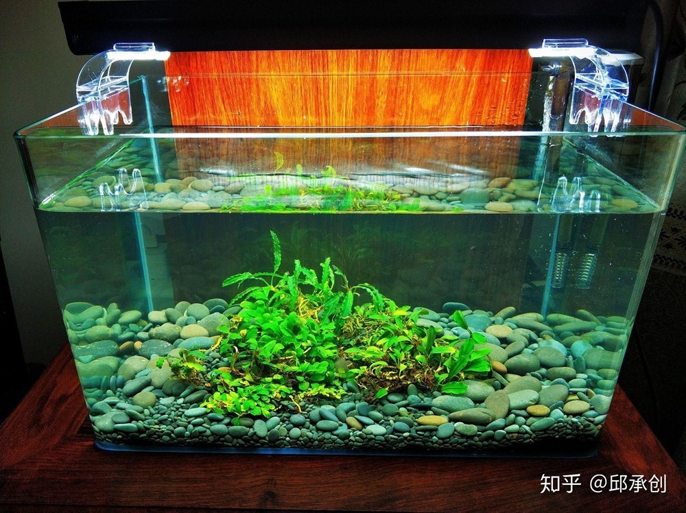 不需要打理的魚缸水草：想要養(yǎng)水草但又不想花費(fèi)太多時(shí)間和精力的人來說，有些水草比較容易養(yǎng)護(hù)，人福音！無需打理的魚缸水草，輕松養(yǎng)護(hù)無壓力