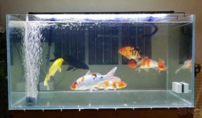 吃魚缸殘?jiān)聂~有哪些:吃魚缸殘?jiān)聂~主要包括以下幾種:以上魚類可以作為清理魚缸的選擇,魚缸殘?jiān)聂~有哪些?這些魚類可作清理魚缸之 魚缸百科 第1張 吃魚缸殘?jiān)聂~有哪些:吃魚缸殘?jiān)聂~主要包括以下幾種:以上魚類可以作為清理魚缸的選擇,魚缸殘?jiān)聂~有哪些?這些魚類可作清理魚缸之 吃魚缸殘?jiān)聂~有哪些:吃魚缸殘?jiān)聂~主要包括以下幾種:以上魚類可以作為清理魚缸的選擇,魚缸殘?jiān)聂~有哪些?這些魚類可作清理魚缸之 魚缸百科 第1張