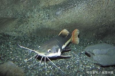 吃魚缸殘?jiān)聂~有哪些:吃魚缸殘?jiān)聂~主要包括以下幾種:以上魚類可以作為清理魚缸的選擇,魚缸殘?jiān)聂~有哪些?這些魚類可作清理魚缸之 魚缸百科 第3張 吃魚缸殘?jiān)聂~有哪些:吃魚缸殘?jiān)聂~主要包括以下幾種:以上魚類可以作為清理魚缸的選擇,魚缸殘?jiān)聂~有哪些?這些魚類可作清理魚缸之 吃魚缸殘?jiān)聂~有哪些:吃魚缸殘?jiān)聂~主要包括以下幾種:以上魚類可以作為清理魚缸的選擇,魚缸殘?jiān)聂~有哪些?這些魚類可作清理魚缸之 魚缸百科 第3張