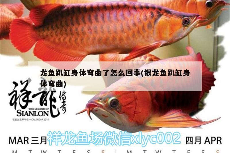龍魚趴缸身體彎曲了怎么回事(銀龍魚趴缸身體彎曲)龍魚趴缸且身體彎曲，是何原因所致？病因