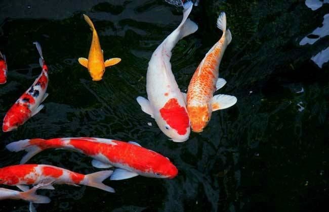 大魚缸養錦鯉視頻：養錦鯉需要注意以下幾點，大魚缸養錦鯉視頻，養錦鯉關鍵要點及注意事項