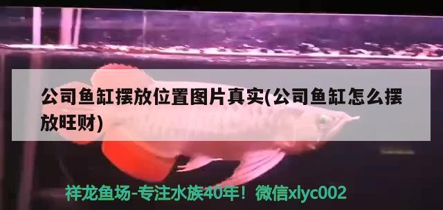 公司魚缸擺放位置圖片真實(公司魚缸怎么擺放旺財)魚缸擺放位置圖片真實展示，揭秘怎么