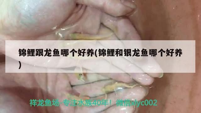 錦鯉魚 錦鯉跟龍魚哪個好養(yǎng)(錦鯉和銀龍魚哪個好養(yǎng))鯉與銀龍魚養(yǎng)殖難度對比,究竟哪個更適合新手養(yǎng)? 銀龍魚百科 錦鯉跟龍魚哪個好養(yǎng)(錦鯉和銀龍魚哪個好養(yǎng))鯉與銀龍魚養(yǎng)殖難度對比,究竟哪個更適合新手養(yǎng)? 錦鯉跟龍魚哪個好養(yǎng)(錦鯉和銀龍魚哪個好養(yǎng))鯉與銀龍魚養(yǎng)殖難度對比,究竟哪個更適合新手養(yǎng)? 銀龍魚百科