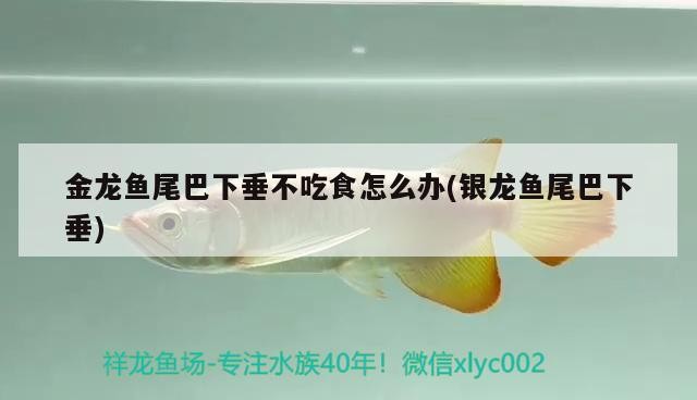 金龍魚尾巴下垂不吃食怎么辦(銀龍魚尾巴下垂)龍魚尾巴下垂不吃食咋辦？銀龍魚類似情況應對 金龍魚尾巴下垂不吃食怎么辦(銀龍魚尾巴下垂)龍魚尾巴下垂不吃食咋辦？銀龍魚類似情況應對 銀龍魚百科