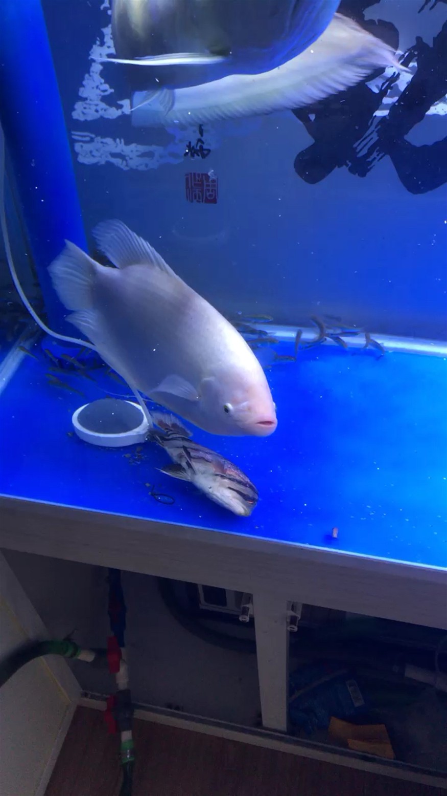 虎魚怎么了？高手幫看看，魚狀態(tài)異常？求高手幫忙診斷究竟