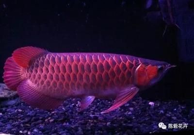 白條魚喂龍魚可以嗎，條魚能否喂龍魚？喂食注意事項及對龍魚生長