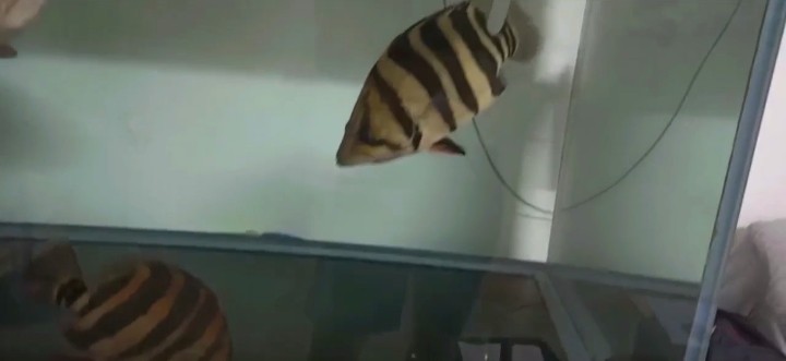 上岸出四紋虎魚，上岸出四紋虎魚，珍稀水族新寵，獨特