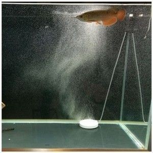 龍魚缸氣泡不秒破，魚缸氣泡不秒破？探究背后原因及對龍魚生存