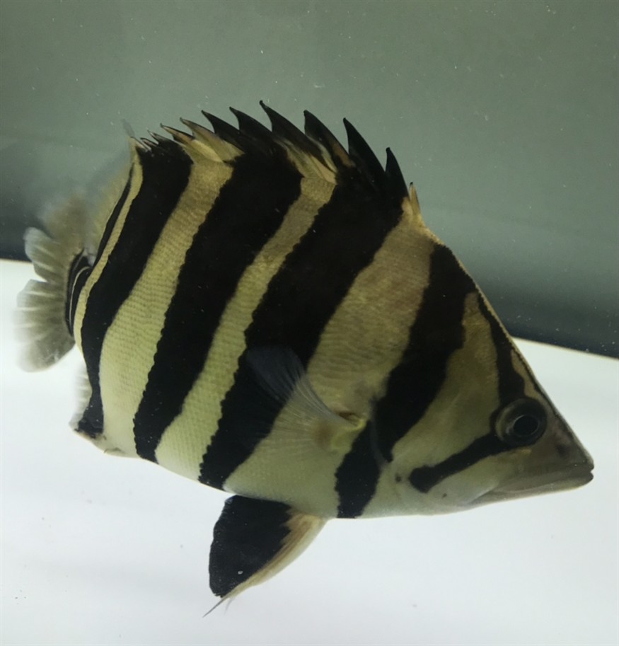淺色底魚缸養虎，色底魚缸養虎，環境布置、水質管理與觀賞魚