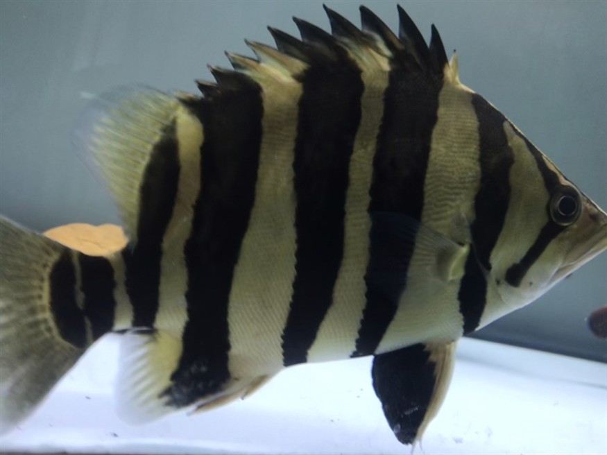 淺色底魚缸養虎，色底魚缸養虎，環境布置、水質管理與觀賞魚