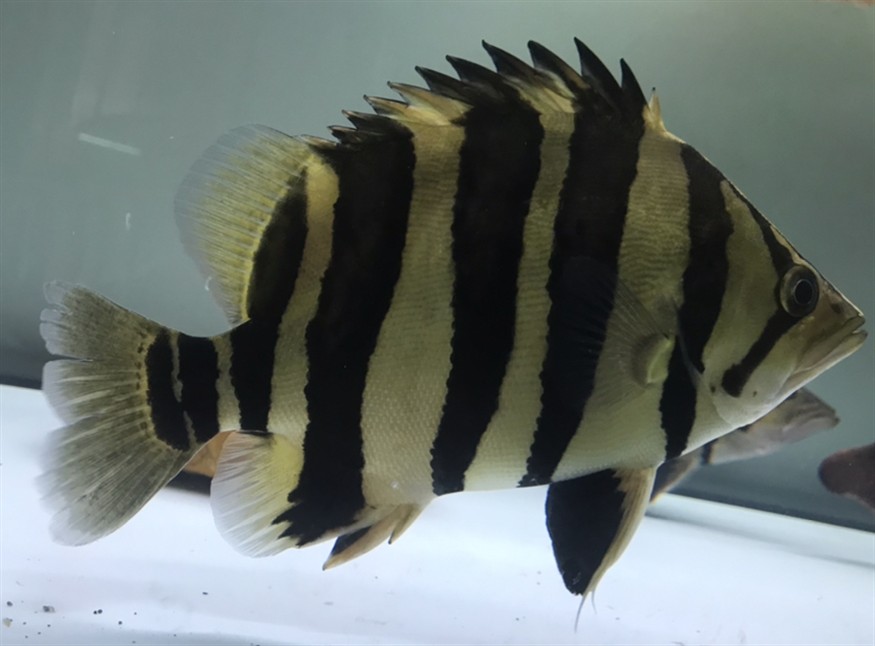 淺色底魚缸養虎，色底魚缸養虎，環境布置、水質管理與觀賞魚
