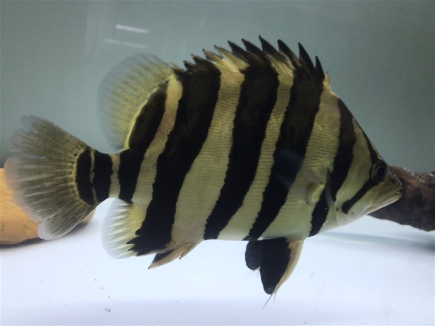 淺色底魚缸養虎，色底魚缸養虎，環境布置、水質管理與觀賞魚